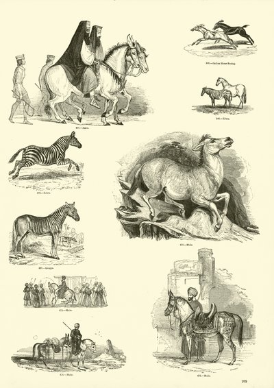 Pagina dal Museo Illustrato della Natura Animata da English School