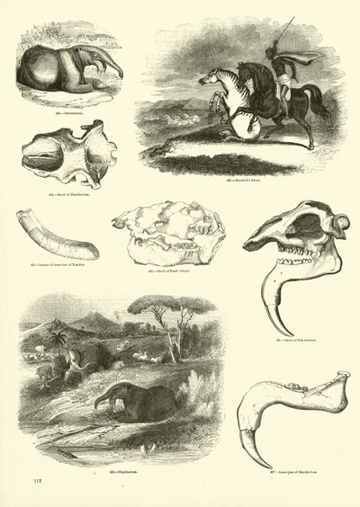 Pagina dal Museo Illustrato della Natura Animata da English School