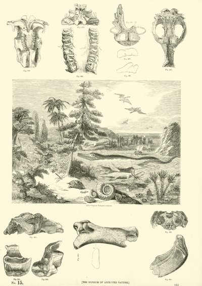 Pagina dal Museo Illustrato della Natura Animata da English School