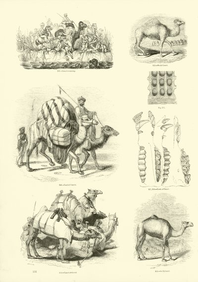 Pagina dal Museo Illustrato della Natura Animata da English School