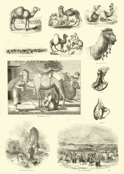 Pagina dal Museo Illustrato della Natura Animata da English School
