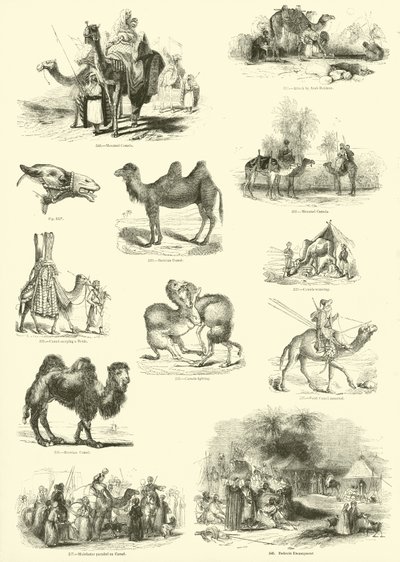 Pagina dal Museo Illustrato della Natura Animata da English School