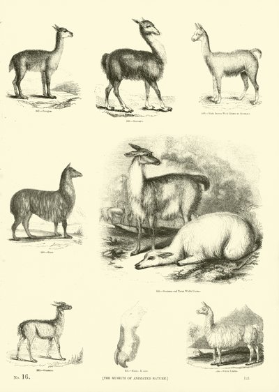 Pagina dal Museo Illustrato della Natura Animata da English School