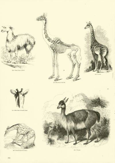 Pagina dal Museo Illustrato della Natura Animata da English School