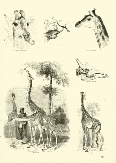 Pagina dal Museo Illustrato della Natura Animata da English School