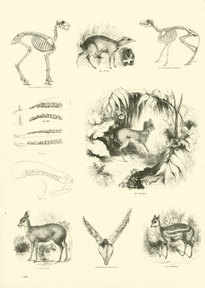 Pagina dal Museo Illustrato della Natura Animata da English School