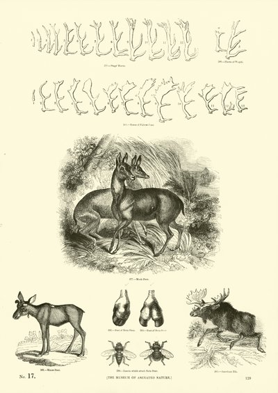 Pagina dal Museo Illustrato della Natura Animata da English School