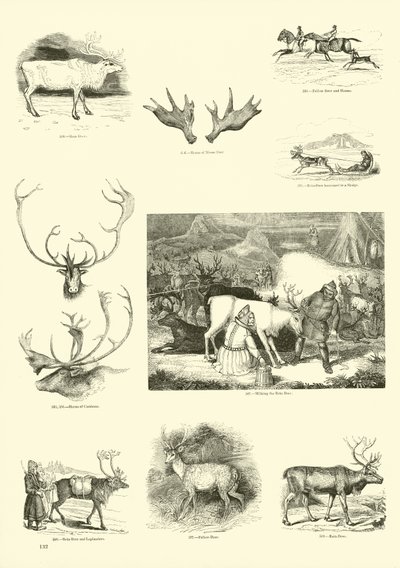 Pagina dal Museo Illustrato della Natura Animata da English School