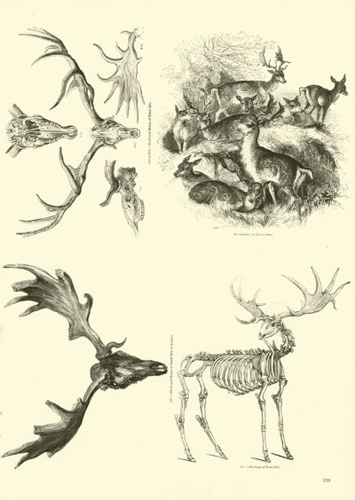 Pagina dal Museo Illustrato della Natura Animata da English School