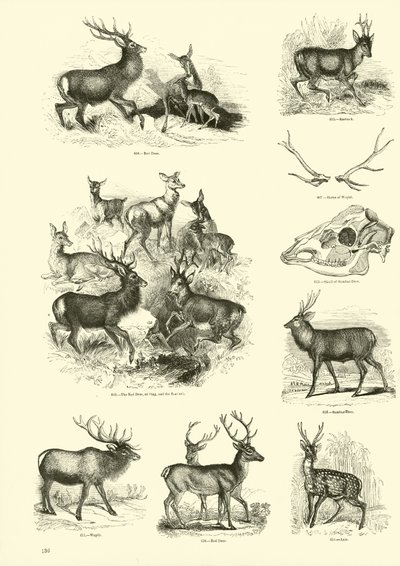 Pagina dal Museo Illustrato della Natura Animata da English School