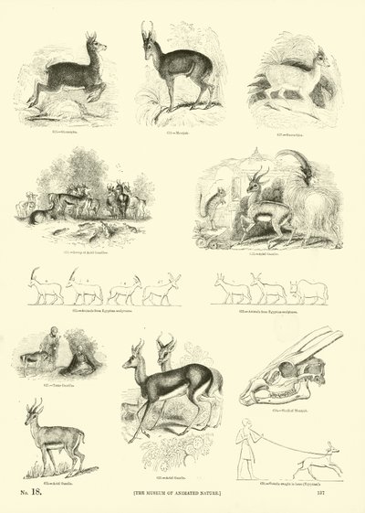 Pagina dal Museo Illustrato della Natura Animata da English School