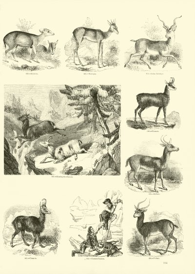 Pagina dal Museo Illustrato della Natura Animata da English School
