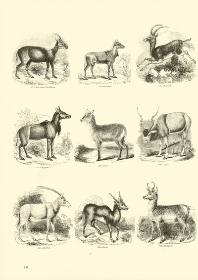 Pagina dal Museo Illustrato della Natura Animata da English School