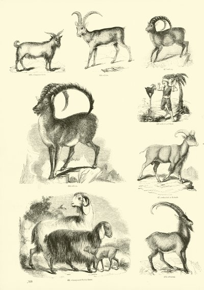 Pagina dal Museo Illustrato della Natura Animata da English School