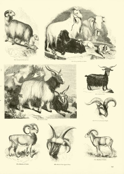 Pagina dal Museo Illustrato della Natura Animata da English School