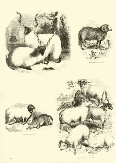 Pagina dal Museo Illustrato della Natura Animata da English School