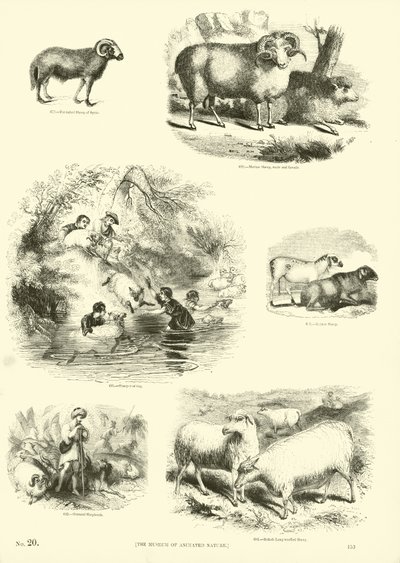 Pagina dal Museo Illustrato della Natura Animata da English School