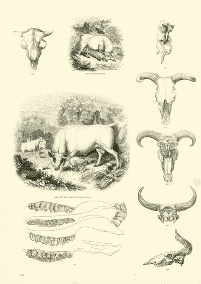 Pagina dal Museo Illustrato della Natura Animata da English School