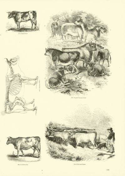Pagina dal Museo Illustrato della Natura Animata da English School