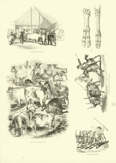 Pagina dal Museo Illustrato della Natura Animata da English School