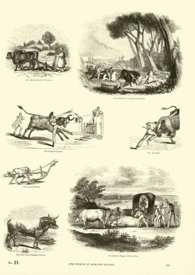 Pagina dal Museo Illustrato della Natura Animata da English School