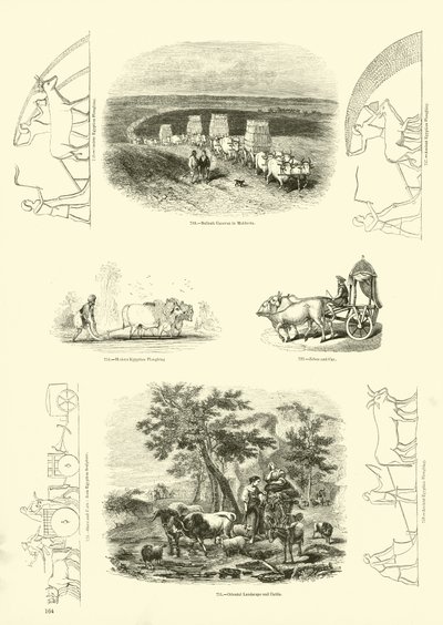 Pagina dal Museo Illustrato della Natura Animata da English School