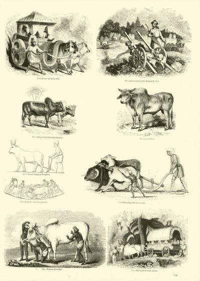 Pagina dal Museo Illustrato della Natura Animata da English School