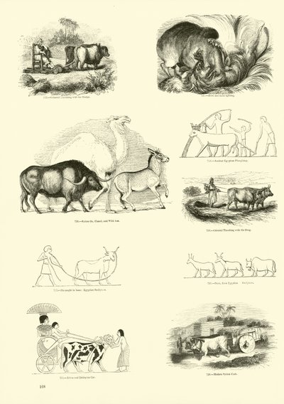 Pagina dal Museo Illustrato della Natura Animata da English School