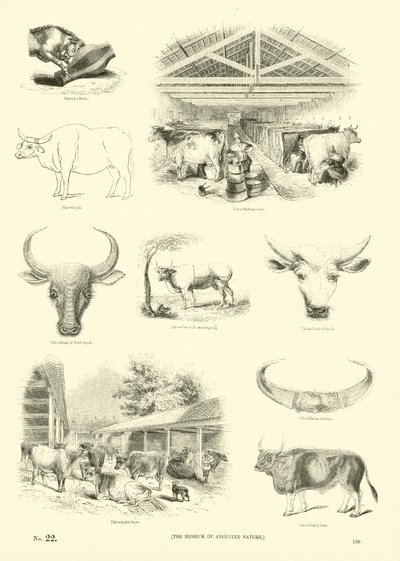 Pagina dal Museo Illustrato della Natura Animata da English School