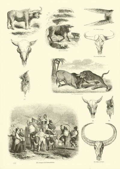 Pagina dal Museo Illustrato della Natura Animata da English School