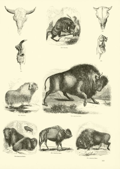 Pagina dal Museo Illustrato della Natura Animata da English School