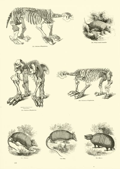 Pagina dal Museo Illustrato della Natura Animata da English School