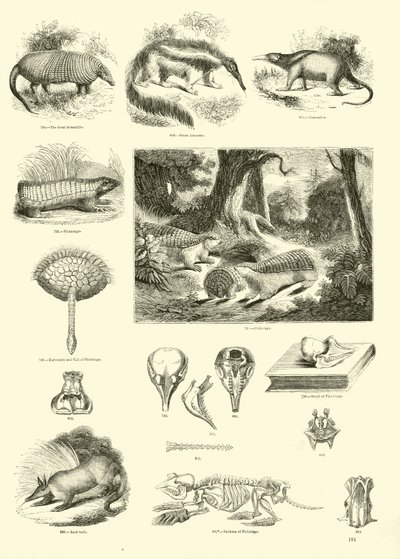 Pagina dal Museo Illustrato della Natura Animata da English School
