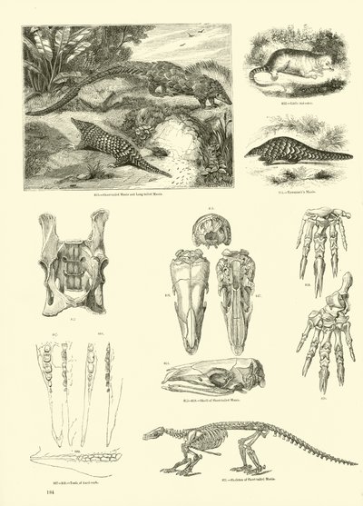 Pagina dal Museo Illustrato della Natura Animata da English School