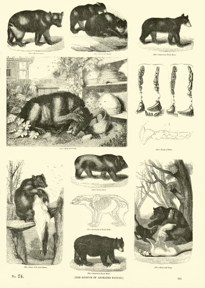 Pagina dal Museo Illustrato della Natura Animata da English School