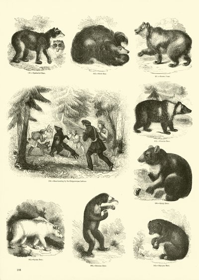 Pagina dal Museo Illustrato della Natura Animata da English School