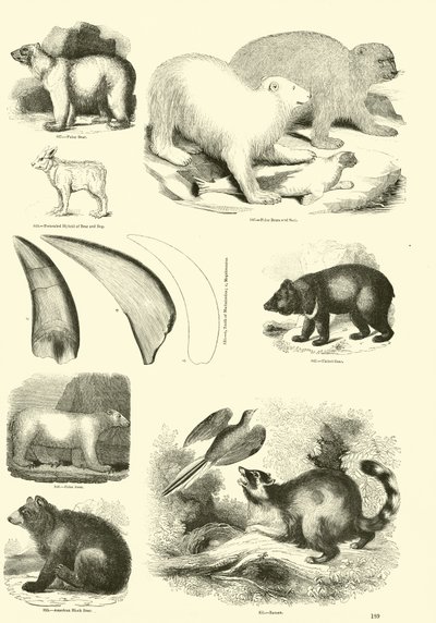 Pagina dal Museo Illustrato della Natura Animata da English School