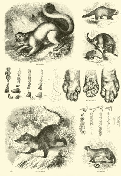Pagina dal Museo Illustrato della Natura Animata da English School