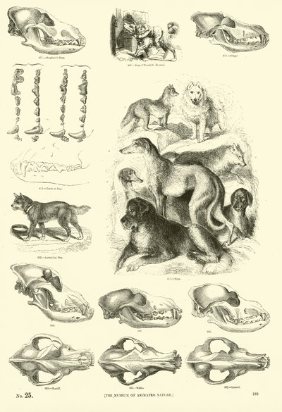 Pagina dal Museo Illustrato della Natura Animata da English School