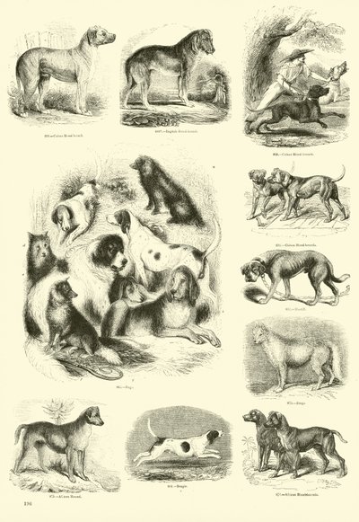 Pagina dal Museo Illustrato della Natura Animata da English School