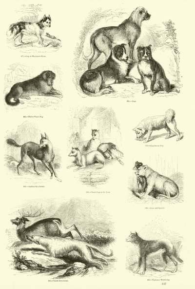 Pagina dal Museo Illustrato della Natura Animata da English School