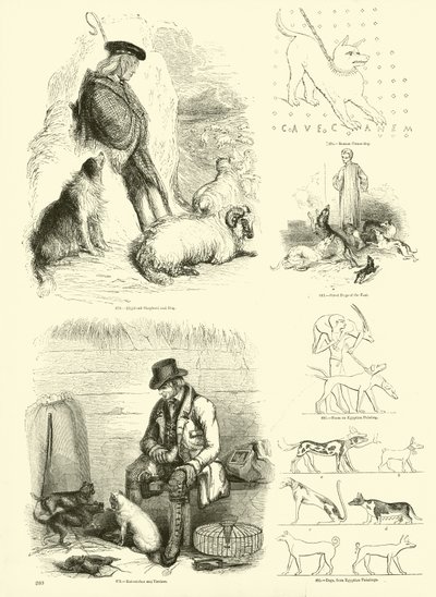Pagina dal Museo Illustrato della Natura Animata da English School
