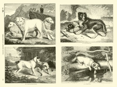 Pagina dal Museo Illustrato della Natura Animata da English School