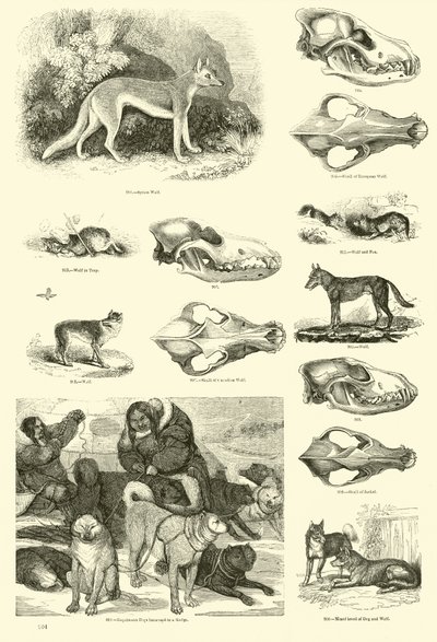 Pagina dal Museo Illustrato della Natura Animata da English School