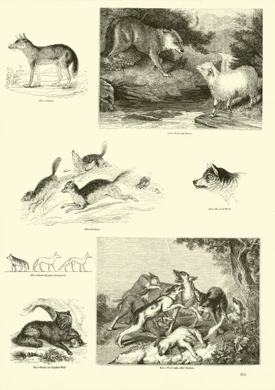 Pagina dal Museo Illustrato della Natura Animata da English School