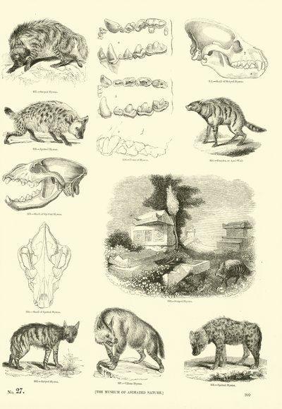 Pagina dal Museo Illustrato della Natura Animata da English School