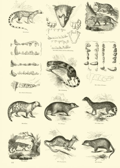 Pagina dal Museo Illustrato della Natura Animata da English School