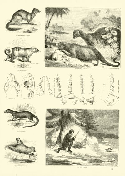 Pagina dal Museo Illustrato della Natura Animata da English School
