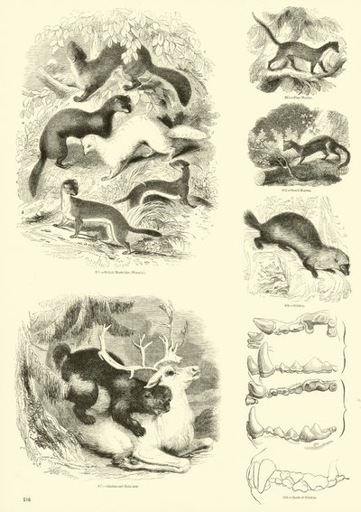 Pagina dal Museo Illustrato della Natura Animata da English School