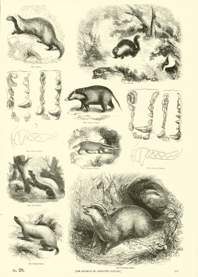 Pagina dal Museo Illustrato della Natura Animata da English School